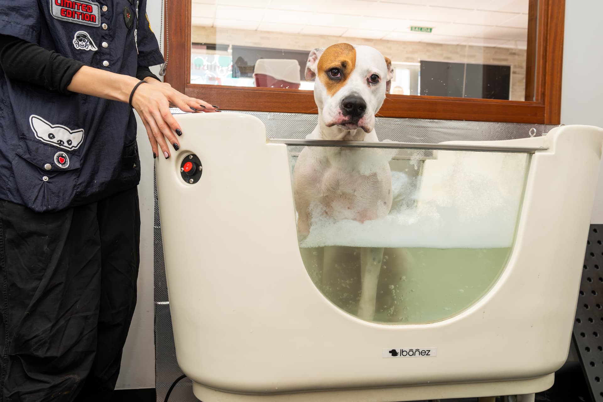 Baño de ozono perros en Pontevedra