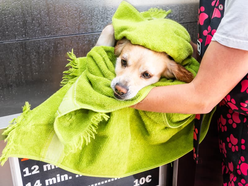 Autolavado canino en Pontevedra