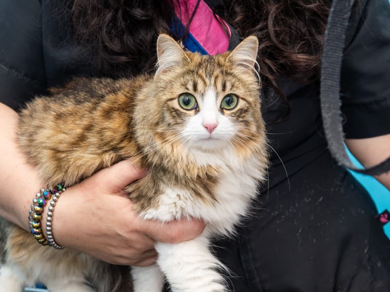 Expertos en manejo de gatos