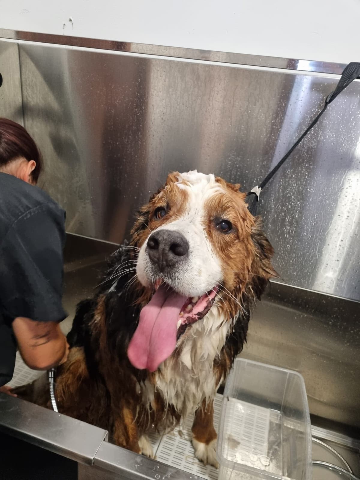 Lavado mascotas en Pontevedra